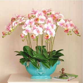 十款好看又好養(yǎng)的盆栽花卉排行榜