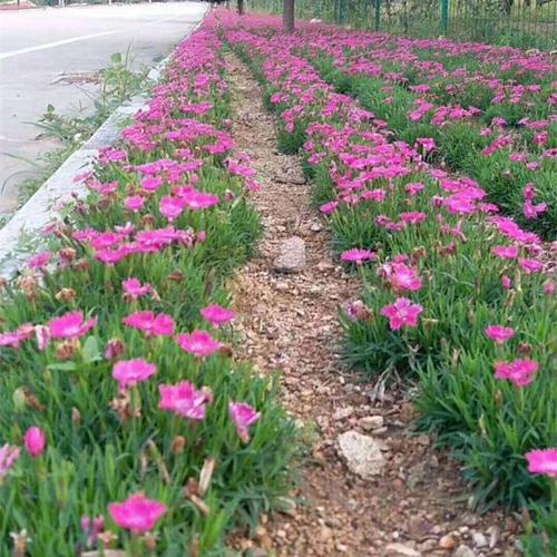 東北耐寒宿根花卉歐石竹街道小區(qū)公園綠化工程做花海廠家批發(fā)供應