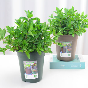十款熱門(mén)驅(qū)蚊植物盆栽