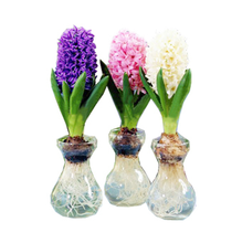 【水養(yǎng)花風信子】最新最全水養(yǎng)花風信子 產(chǎn)品參考信息