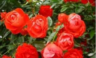 溢芳花卉園供應ぐ綠化種苗づ地被月季_農(nóng)副產(chǎn)品_世界工廠網(wǎng)中國產(chǎn)品信息庫