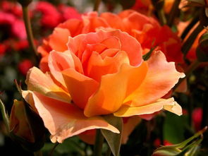 華景苗木大量供應優(yōu)質(zhì)種苗 薔薇