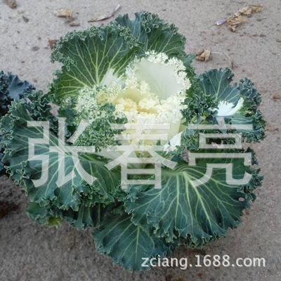 【最新產(chǎn)品 耐寒羽衣甘藍(lán) 觀葉冬季草花【圖】】價格,廠家,圖片,其他園藝花卉,張春亮-