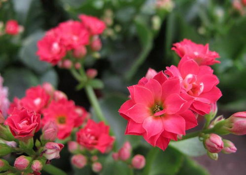 50種常見花卉養(yǎng)護方法