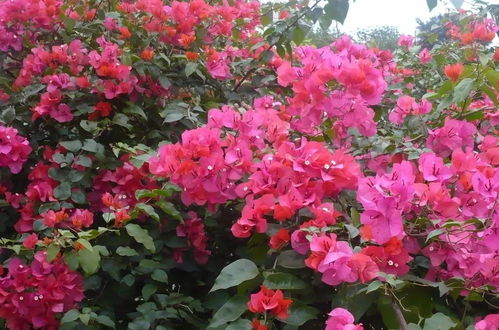 花卉養(yǎng)護 冬季花卉養(yǎng)護指南,安全越冬并不難