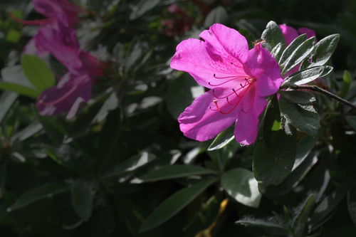 花卉 杜鵑花