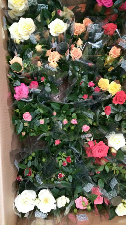 安國馨香花卉基地