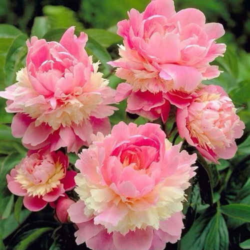四季開花重瓣芍藥花根塊牡丹花苗濃香型花卉盆栽室內陽臺庭院植物