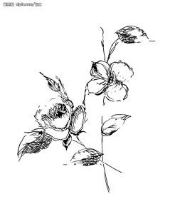 花舞世間